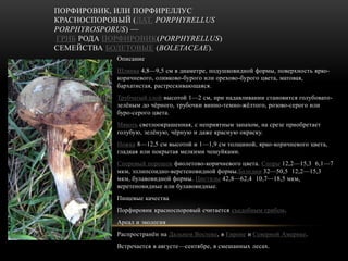 ПОРФИРОВИК, ИЛИ ПОРФИРЕЛЛУС
КРАСНОСПОРОВЫЙ (ЛАТ. PORPHYRELLUS
PORPHYROSPORUS) —
ГРИБ РОДА ПОРФИРОВИК(PORPHYRELLUS)
СЕМЕЙСТВА БОЛЕТОВЫЕ (BOLETACEAE).
Описание
Шляпка 4,8—9,5 см в диаметре, подушковидной формы, поверхность ярко-
коричневого, оливково-бурого или орехово-бурого цвета, матовая,
бархатистая, растрескивающаяся.
Трубчатый слой высотой 1—2 см, при надавливании становится голубовато-
зелѐным до чѐрного, трубочки винно-темно-жѐлтого, розово-серого или
буро-серого цвета.
Мякоть светлоокрашенная, с неприятным запахом, на срезе приобретает
голубую, зелѐную, чѐрную и даже красную окраску.
Ножка 8—12,5 см высотой и 1—1,9 см толщиной, ярко-коричневого цвета,
гладкая или покрытая мелкими чешуйками.
Споровый порошок фиолетово-коричневого цвета. Споры 12,2—15,3 6,1—7
мкм, эллипсоидно-веретеновидной формы.Базидии 32—50,5 12,2—15,3
мкм, булавовидной формы. Цистиды 42,8—62,4 10,7—18,5 мкм,
веретеновидные или булавовидные.
Пищевые качества
Порфировик красноспоровый считается съедобным грибом.
Ареал и экология
Распространѐн на Дальнем Востоке, в Европе и Северной Америке.
Встречается в августе—сентябре, в смешанных лесах.
 