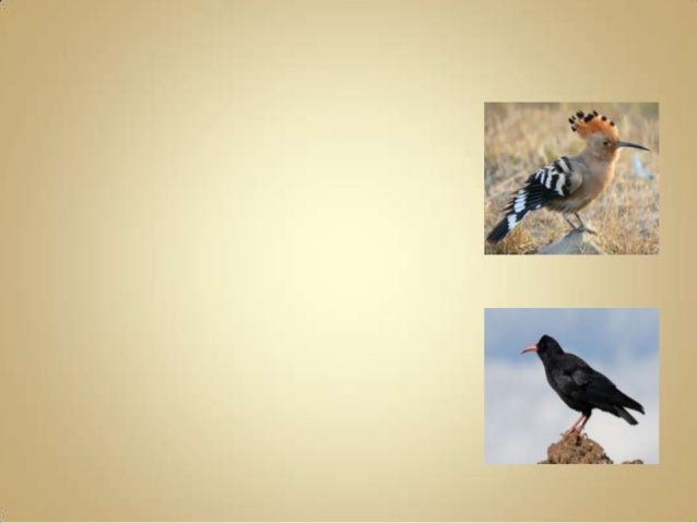 أسماء الحيوانات والطيور والحشرات التي ذكرت بالقرآن الكريم