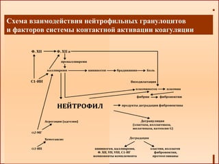 Схема взаимодействия нейтрофильных гранулоцитов
и факторов системы контактной активации коагуляции
 