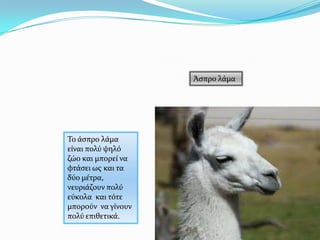Άςπρο λϊμα
Σο ϊςπρο λϊμα
εύναι πολύ ψηλό
ζώο και μπορεύ να
φτϊςει ωσ και τα
δύο μϋτρα,
νευριϊζουν πολύ
εύκολα και τότε
μπορούν να γύνουν
πολύ επιθετικϊ.
 