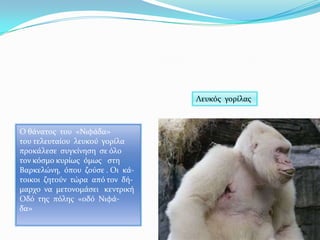 Ο θϊνατοσ του «Νιφϊδα»
του τελευταύου λευκού γορύλα
προκϊλεςε ςυγκύνηςη ςε όλο
τον κόςμο κυρύωσ όμωσ ςτη
Βαρκελώνη, όπου ζούςε . Οι κϊ-
τοικοι ζητούν τώρα από τον δό-
μαρχο να μετονομϊςει κεντρικό
Οδό τησ πόλησ «οδό Νιφϊ-
δα»
Λευκόσ γορύλασ
 