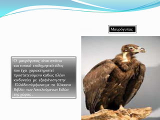 Μαυρόγυπασ
Ο μαυρόγυπασ εύναι ςπϊνιο
και τοπικό επιδημητικό εύδοσ
που ϋχει χαρακτηριςτεύ
προςτατευόμενο καθώσ πλϋον
κινδυνεύει με εξαφϊνιςη ςτην
Ελλϊδα ςύμφωνα με το Κόκκινο
Βιβλύο των Απειλούμενων Ειδών
τησ χώρασ .
 