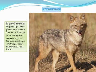 Χρυςό τςακϊλι
Σο χρυςό τςακϊλι
Ανόκει ςτην οικο-
γϋνεια των κυνοει-
δών και ςύμφωνα
με τα υπϊρχοντα
ςτοιχεύα ϋχει το
δεύτερο μικρότερο
πληθυςμό ςτην
Ελλϊδα από του
λύκου.
 