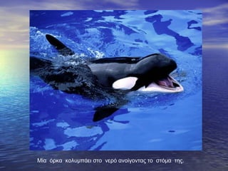 Μία όρκα κολυμπάει στο νερό ανοίγοντας το στόμα της.
 
