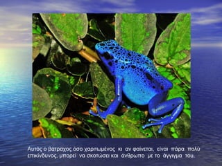 Αυτός ο βάτραχος όσο χαριτωμένος κι αν φαίνεται, είναι πάρα πολύ
επικίνδυνος, μπορεί να σκοτώσει και άνθρωπο με το άγγιγμα του.
 