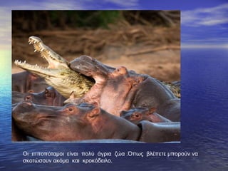 Οι ιπποπόταμοι είναι πολύ άγρια ζώα .Όπως βλέπετε μπορούν να
σκοτώσουν ακόμα και κροκόδειλο.
 