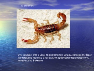 Έχει μέγεθος από 3 μέχρι 18 εκατοστά του μέτρου. Κατοικεί στις ξερές
και πετρώδεις περιοχές. Στην Ευρώπη εμφανίζεται περισσότερο στην
Ισπανία και τα Βαλκάνια.
Ο σκορπίος
 