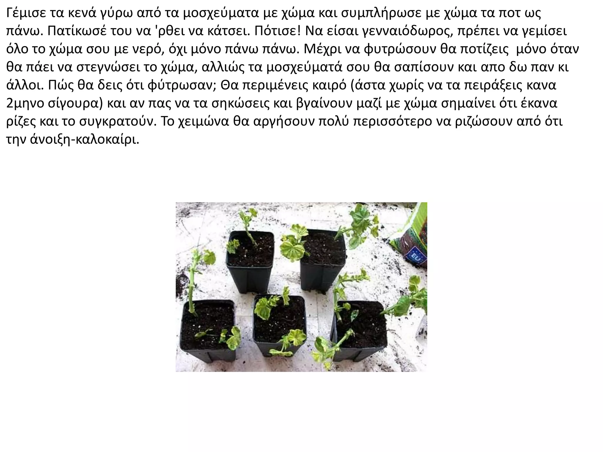 Γζμιςε τα κενά γφρω από τα μοςχεφματα με χϊμα και ςυμπλιρωςε με χϊμα τα ποτ ωσ
πάνω. Πατίκωςζ του να 'ρκει να κάτςει. Πότιςε! Να είςαι γενναιόδωροσ, πρζπει να γεμίςει
όλο το χϊμα ςου με νερό, όχι μόνο πάνω πάνω. Μζχρι να φυτρϊςουν κα ποτίηεισ μόνο όταν
κα πάει να ςτεγνϊςει το χϊμα, αλλιϊσ τα μοςχεφματά ςου κα ςαπίςουν και απο δω παν κι
άλλοι. Πϊσ κα δεισ ότι φφτρωςαν; Θα περιμζνεισ καιρό (άςτα χωρίσ να τα πειράξεισ κανα
2μθνο ςίγουρα) και αν πασ να τα ςθκϊςεισ και βγαίνουν μαηί με χϊμα ςθμαίνει ότι ζκανα
ρίηεσ και το ςυγκρατοφν. Το χειμϊνα κα αργιςουν πολφ περιςςότερο να ριηϊςουν από ότι
τθν άνοιξθ-καλοκαίρι.
 