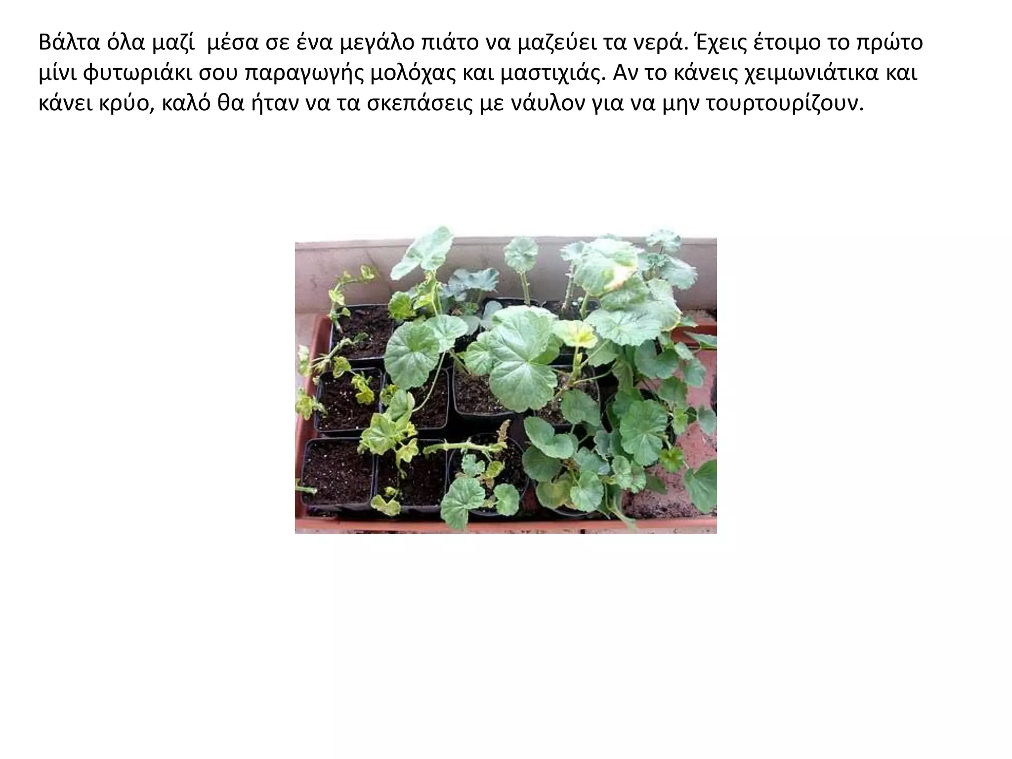 Βάλτα όλα μαηί μζςα ςε ζνα μεγάλο πιάτο να μαηεφει τα νερά. Ζχεισ ζτοιμο το πρϊτο
μίνι φυτωριάκι ςου παραγωγισ μολόχασ και μαςτιχιάσ. Αν το κάνεισ χειμωνιάτικα και
κάνει κρφο, καλό κα ιταν να τα ςκεπάςεισ με νάυλον για να μθν τουρτουρίηουν.
 