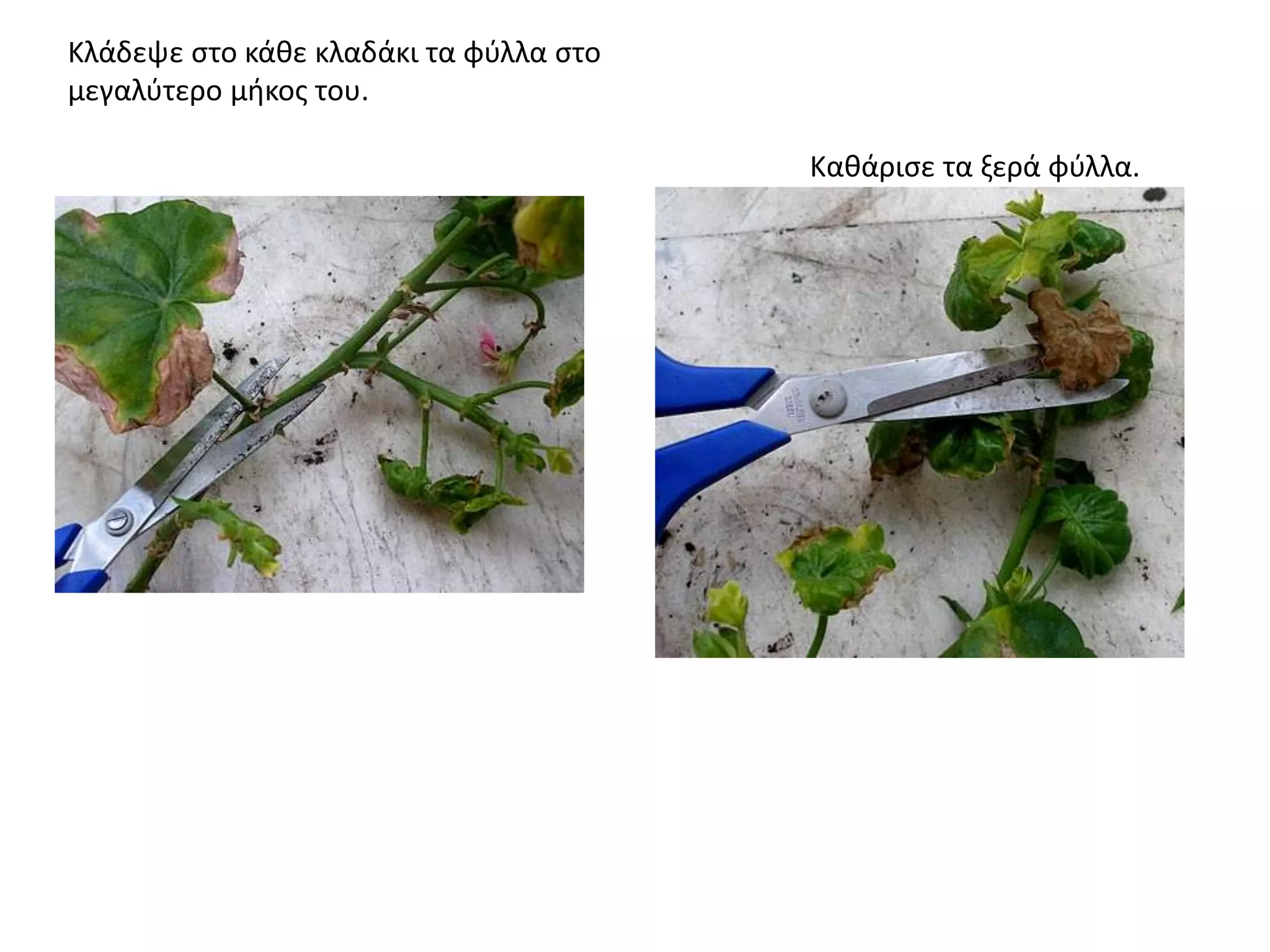 Κλάδεψε ςτο κάκε κλαδάκι τα φφλλα ςτο
μεγαλφτερο μικοσ του.
Κακάριςε τα ξερά φφλλα.
 