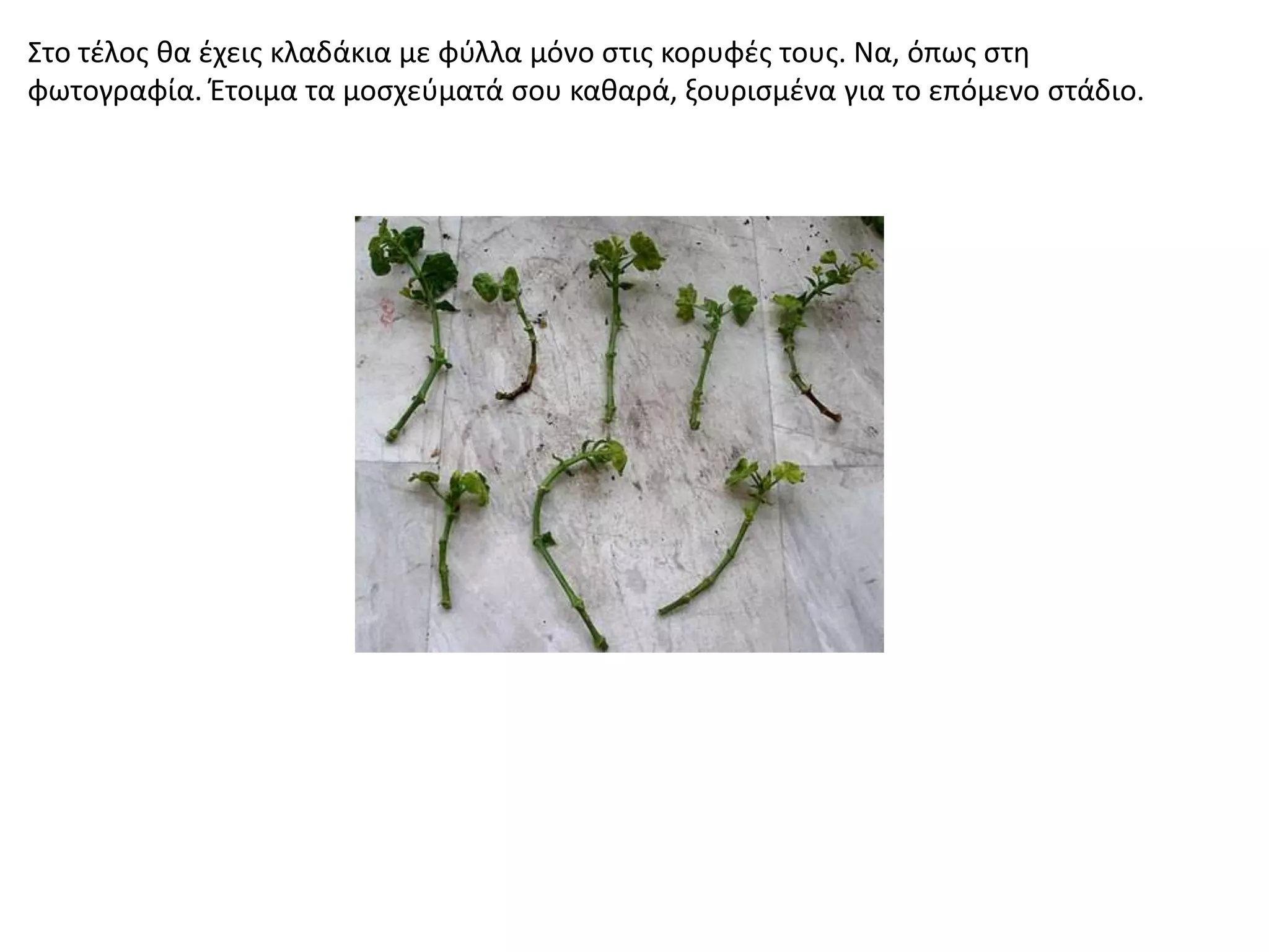 Στο τζλοσ κα ζχεισ κλαδάκια με φφλλα μόνο ςτισ κορυφζσ τουσ. Να, όπωσ ςτθ
φωτογραφία. Ζτοιμα τα μοςχεφματά ςου κακαρά, ξουριςμζνα για το επόμενο ςτάδιο.
 