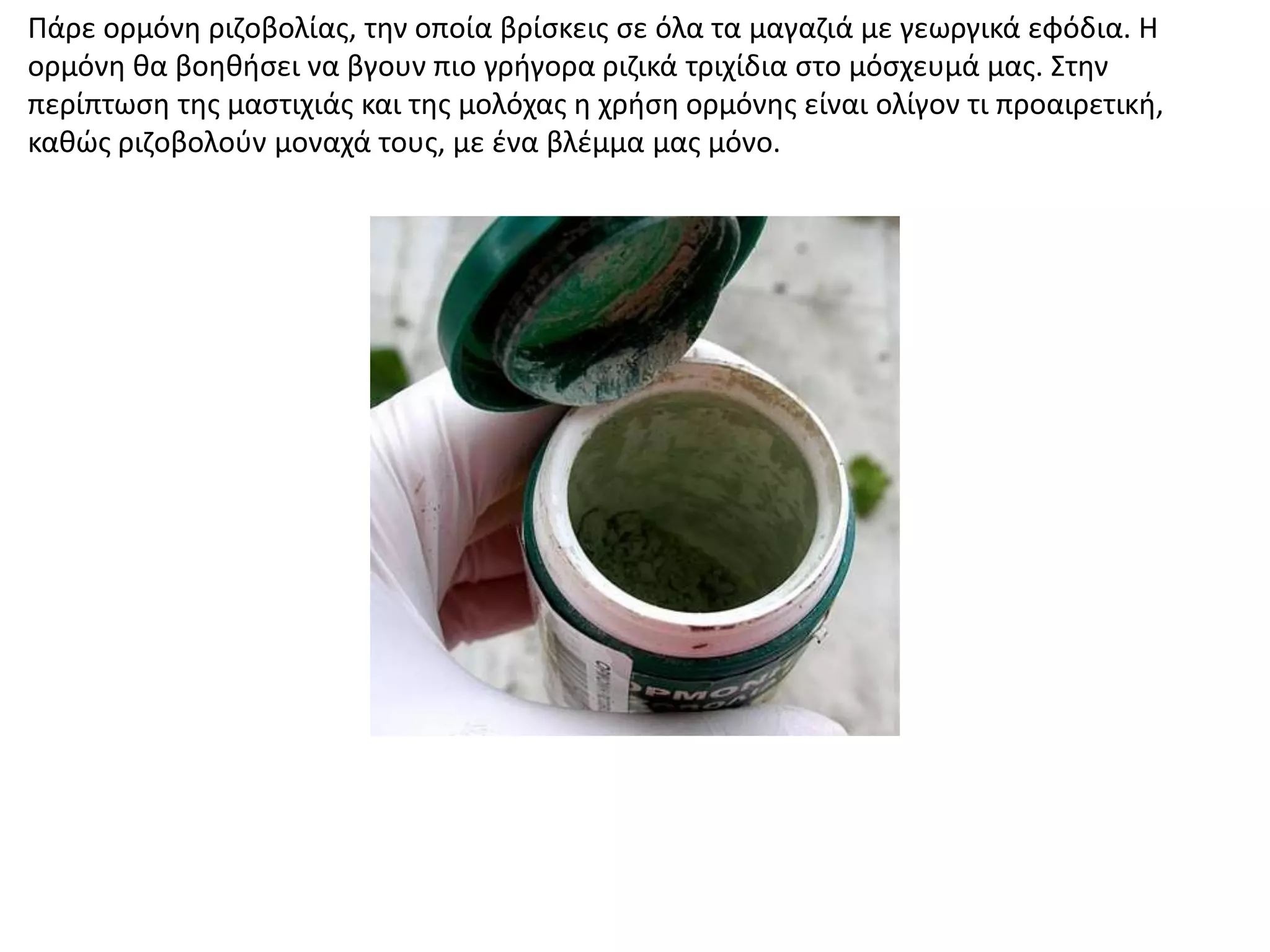 Πάρε ορμόνθ ριηοβολίασ, τθν οποία βρίςκεισ ςε όλα τα μαγαηιά με γεωργικά εφόδια. Η
ορμόνθ κα βοθκιςει να βγουν πιο γριγορα ριηικά τριχίδια ςτο μόςχευμά μασ. Στθν
περίπτωςθ τθσ μαςτιχιάσ και τθσ μολόχασ θ χριςθ ορμόνθσ είναι ολίγον τι προαιρετικι,
κακϊσ ριηοβολοφν μοναχά τουσ, με ζνα βλζμμα μασ μόνο.
 