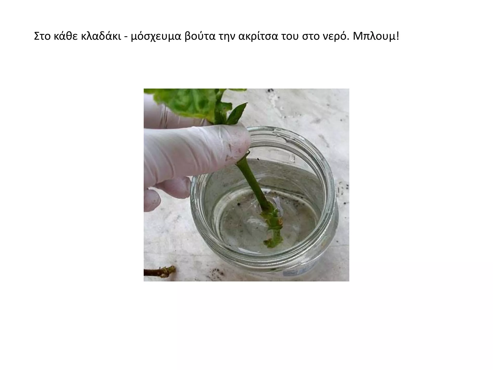 Στο κάκε κλαδάκι - μόςχευμα βοφτα τθν ακρίτςα του ςτο νερό. Μπλουμ!
 