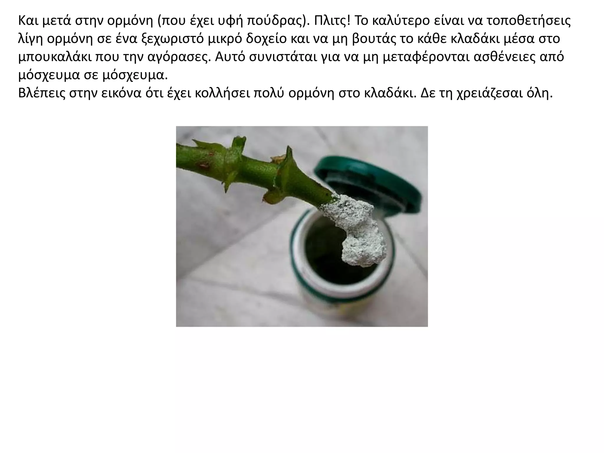 Και μετά ςτθν ορμόνθ (που ζχει υφι ποφδρασ). Πλιτσ! Το καλφτερο είναι να τοποκετιςεισ
λίγθ ορμόνθ ςε ζνα ξεχωριςτό μικρό δοχείο και να μθ βουτάσ το κάκε κλαδάκι μζςα ςτο
μπουκαλάκι που τθν αγόραςεσ. Αυτό ςυνιςτάται για να μθ μεταφζρονται αςκζνειεσ από
μόςχευμα ςε μόςχευμα.
Βλζπεισ ςτθν εικόνα ότι ζχει κολλιςει πολφ ορμόνθ ςτο κλαδάκι. Δε τθ χρειάηεςαι όλθ.
 