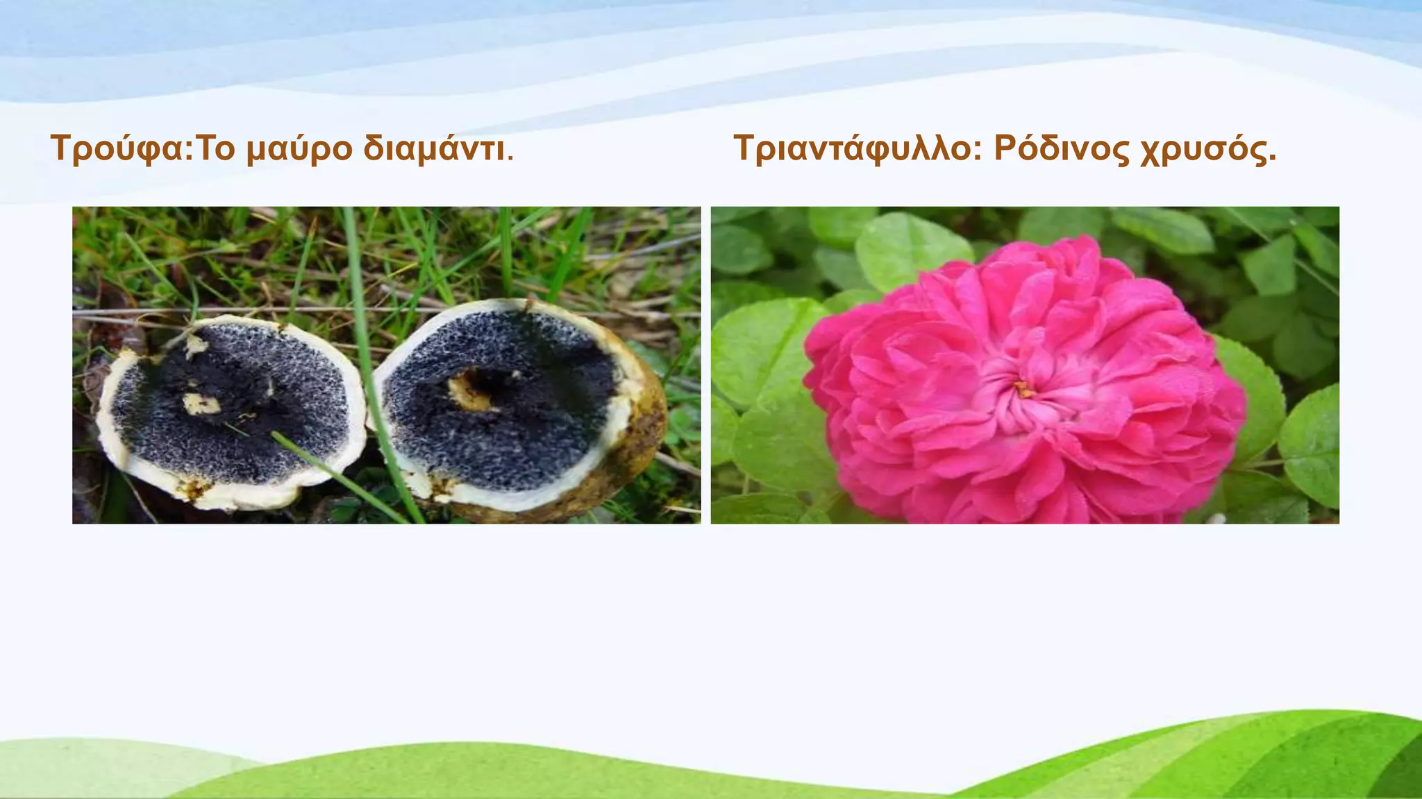 Σξνύθα:Σν καύξν δηακάληη. Σξηαληάθπιιν: Ρόδηλνο ρξπζόο.
 