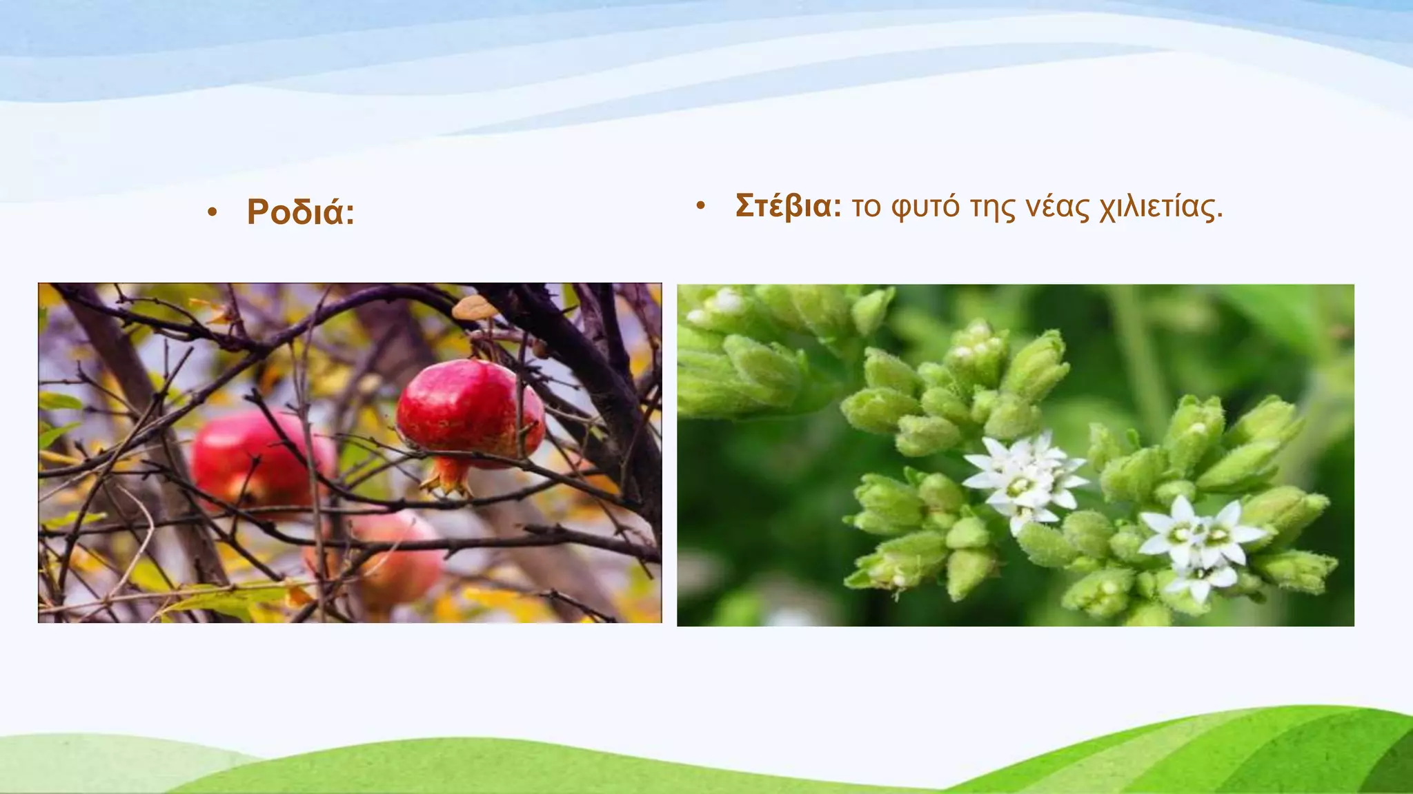 • ΢ηέβηα: ην θπηό ηεο λέαο ρηιηεηίαο.• Ρνδηά:
 