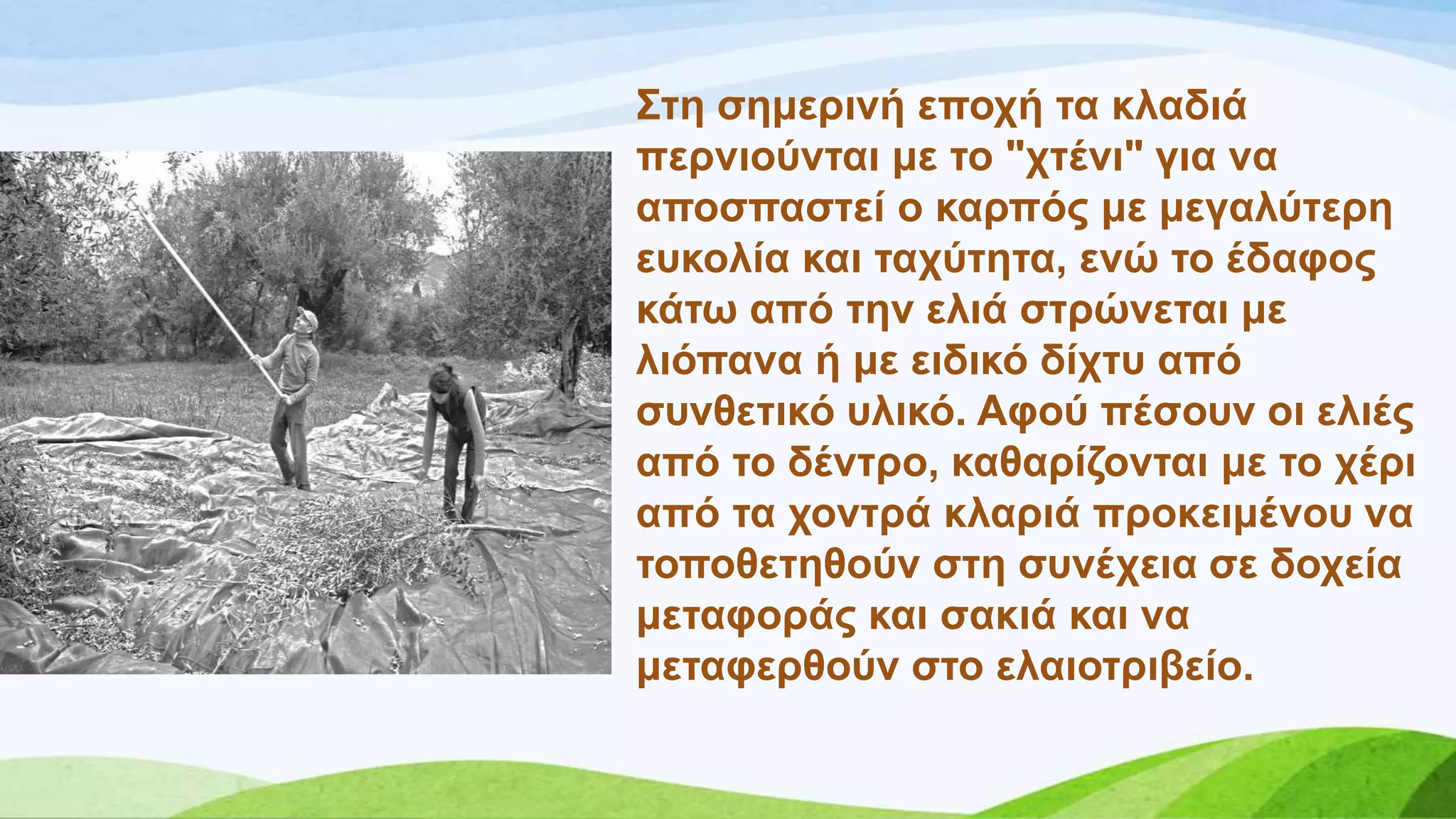 ΢ηε ζεκεξηλή επνρή ηα θιαδηά
πεξληνύληαη κε ην "ρηέλη" γηα λα
απνζπαζηεί ν θαξπόο κε κεγαιύηεξε
επθνιία θαη ηαρύηεηα, ελώ ην έδαθνο
θάησ από ηελ ειηά ζηξώλεηαη κε
ιηόπαλα ή κε εηδηθό δίρηπ από
ζπλζεηηθό πιηθό. Αθνύ πέζνπλ νη ειηέο
από ην δέληξν, θαζαξίδνληαη κε ην ρέξη
από ηα ρνληξά θιαξηά πξνθεηκέλνπ λα
ηνπνζεηεζνύλ ζηε ζπλέρεηα ζε δνρεία
κεηαθνξάο θαη ζαθηά θαη λα
κεηαθεξζνύλ ζην ειαηνηξηβείν.
 
