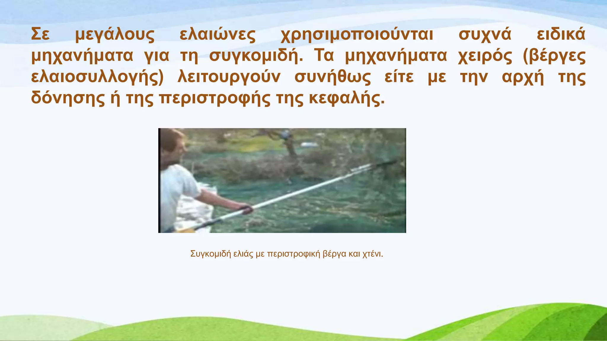 ΢ε κεγάινπο ειαηώλεο ρξεζηκνπνηνύληαη ζπρλά εηδηθά
κεραλήκαηα γηα ηε ζπγθνκηδή. Σα κεραλήκαηα ρεηξόο (βέξγεο
ειαηνζπιινγήο) ιεηηνπξγνύλ ζπλήζσο είηε κε ηελ αξρή ηεο
δόλεζεο ή ηεο πεξηζηξνθήο ηεο θεθαιήο.
΢πγθνκηδή ειηάο κε πεξηζηξνθηθή βέξγα θαη ρηέλη.
 