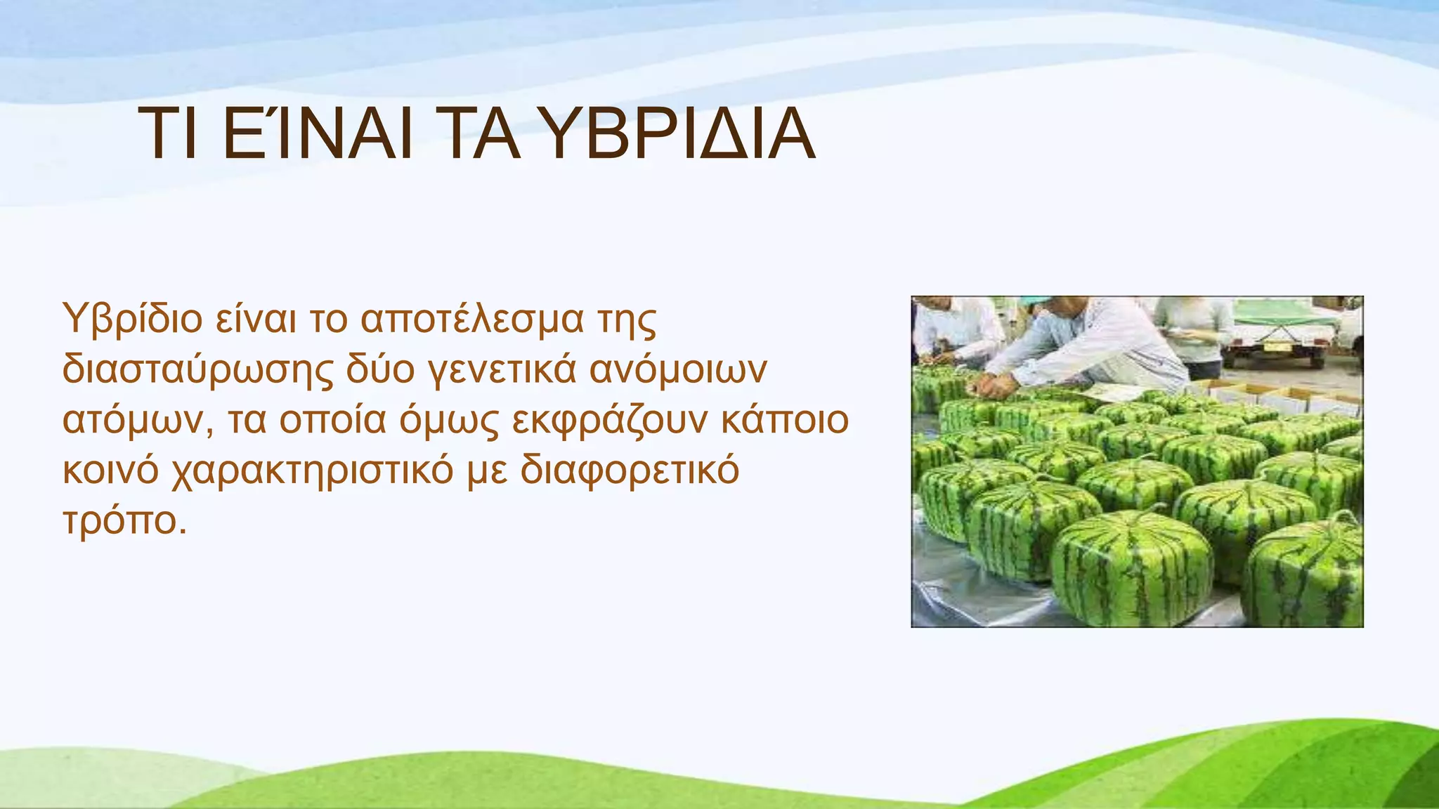 Τβξίδην είλαη ην απνηέιεζκα ηεο
δηαζηαύξσζεο δύν γελεηηθά αλόκνησλ
αηόκσλ, ηα νπνία όκσο εθθξάδνπλ θάπνην
θνηλό ραξαθηεξηζηηθό κε δηαθνξεηηθό
ηξόπν.
ΣΙ ΔΊΝΑΙ ΣΑ ΤΒΡΙΓΙΑ
 