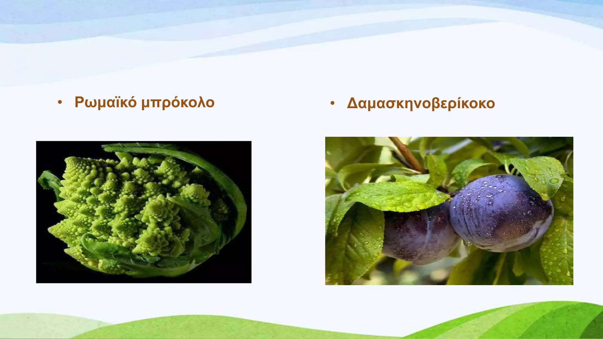 • Ρσκατθό κπξόθνιν • Γακαζθελνβεξίθνθν
 