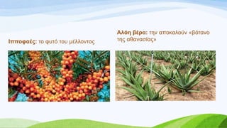 Ηππνθαέο: ην θπηό ηνπ κέιινληνο
Αιόε βέξα: ηελ απνθαινύλ «βόηαλν
ηεο αζαλαζίαο»
 