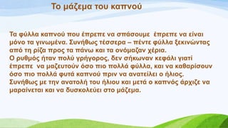 Σν κάδεκα ηνπ θαπλνύ
Σα θύιια θαπλνύ πνπ έπξεπε λα ζπάζνπκε έπξεπε λα είλαη
κόλν ηα γηλσκέλα. ΢πλήζσο ηέζζεξα – πέληε θύιια μεθηλώληαο
από ηε ξίδα πξνο ηα πάλσ θαη ηα νλόκαδαλ ρέξηα.
Ο ξπζκόο ήηαλ πνιύ γξήγνξνο, δελ ζήθσλαλ θεθάιη γηαηί
έπξεπε λα καδεπηνύλ όζν πην πνιιά θύιια, θαη λα θαζαξίζνπλ
όζν πην πνιιά θπηά θαπλνύ πξηλ λα αλαηείιεη ν ήιηνο.
΢πλήζσο κε ηελ αλαηνιή ηνπ ήιηνπ θαη κεηά ν θαπλόο άξρηδε λα
καξαίλεηαη θαη λα δπζθνιεύεη ζην κάδεκα.
 