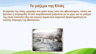 Σν κάδεκα ηεο Διηάο
O θαξπόο ηεο ειηάο σξηκάδεη ζηα κέζα πξνο ηέιε ηνπ θζηλνπώξνπ, νπόηε θαη
μεθηλάεη ε ζπγθνκηδή. Ζ ειηά παξαδνζηαθά καδεύεηαη κε ην ρέξη, θαη ην κάδεκα
ηεο ειηάο απνηειεί εδώ θαη αηώλεο ζεκαληηθή αγξνηηθή δξαζηεξηόηεηα ζε
πνιιέο πεξηνρέο ηεο Μεζνγείνπ.
 