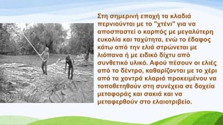 ΢ηε ζεκεξηλή επνρή ηα θιαδηά
πεξληνύληαη κε ην "ρηέλη" γηα λα
απνζπαζηεί ν θαξπόο κε κεγαιύηεξε
επθνιία θαη ηαρύηεηα, ελώ ην έδαθνο
θάησ από ηελ ειηά ζηξώλεηαη κε
ιηόπαλα ή κε εηδηθό δίρηπ από
ζπλζεηηθό πιηθό. Αθνύ πέζνπλ νη ειηέο
από ην δέληξν, θαζαξίδνληαη κε ην ρέξη
από ηα ρνληξά θιαξηά πξνθεηκέλνπ λα
ηνπνζεηεζνύλ ζηε ζπλέρεηα ζε δνρεία
κεηαθνξάο θαη ζαθηά θαη λα
κεηαθεξζνύλ ζην ειαηνηξηβείν.
 