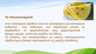 Σα πιενλεθηήκαηα
ζηελ θαιιηέξγεηα πβξηδίσλ είλαη όηη πξνζθέξνπλ κηα θαιιηέξγεηα
αλζεθηηθή ζηα παζνγόλα, ελώ παξάιιεια κπνξεί λα
δηνξζσζνύλ ηα νξγαλνιεπηηθά ηνπο ραξαθηεξηζηηθά -
άξσκα, ρξώκα, γεύζε θαη κέγεζνο ηνπ είδνπο.
Οη εηαηξείεο πνπ θαηαζθεπάδνπλ ηα επξέσο θαιιηεξγνύκελα
πβξίδηα έρνπλ βαζηθή πξνηεξαηόηεηα ηηο πςειέο απνδόζεηο.
 