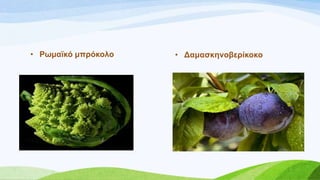 • Ρσκατθό κπξόθνιν • Γακαζθελνβεξίθνθν
 