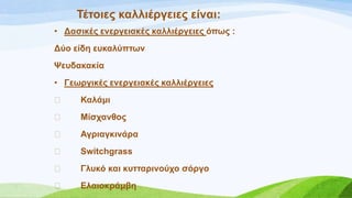 • Γαζηθέο ελεξγεηαθέο θαιιηέξγεηεο όπσο :
Γύν είδε επθαιύπησλ
Φεπδαθαθία
• Γεσξγηθέο ελεξγεηαθέο θαιιηέξγεηεο
 Καιάκη
 Μίζραλζνο
 Αγξηαγθηλάξα
 Switchgrass
 Γιπθό θαη θπηηαξηλνύρν ζόξγν
 Διαηνθξάκβε
Σέηνηεο θαιιηέξγεηεο είλαη:
 