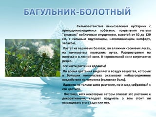 Сильноветвистый вечнозеленый кустарник с
приподнимающимися побегами, покрытыми густым
"ржавым" войлочным опущением, высотой от 50 до 120
см, с сильным одуряющим, напоминающим камфару,
запахом.
Растет на верховых болотах, во влажных сосновых лесах,
на кочковатых полесских лугах. Распространен на
полесье и в лесной зоне. В черноземной зоне встречается
редко.
Все части растения ядовиты!
Во время цветения выделяет в воздух вещества, которые
в больших количествах оказывают неблагоприятное
воздействие на человека (головная боль).
Ядовито не только само растение, но и мед собранный с
его цветков.
Поэтому, хотя некоторые авторы относят это растение к
декоративным, следует подумать о том стоит ли
выращивать его в саду или нет.
 