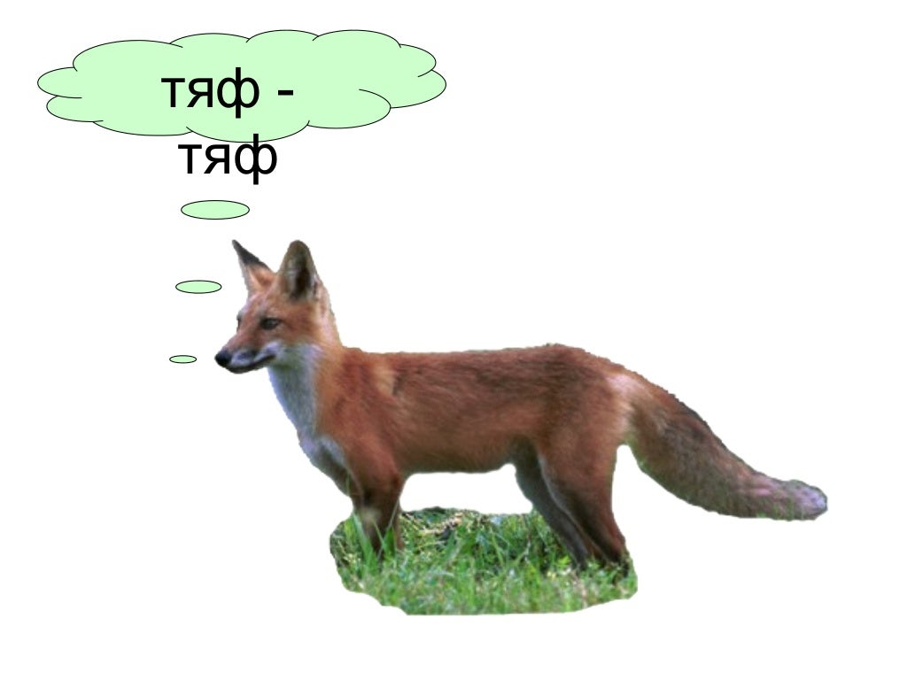 Что говорит лиса. Как разговаривает лиса. Лиса шума. Как говорит лиса. Как разговаривают лисы.