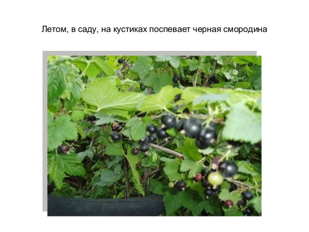 Как растут чери