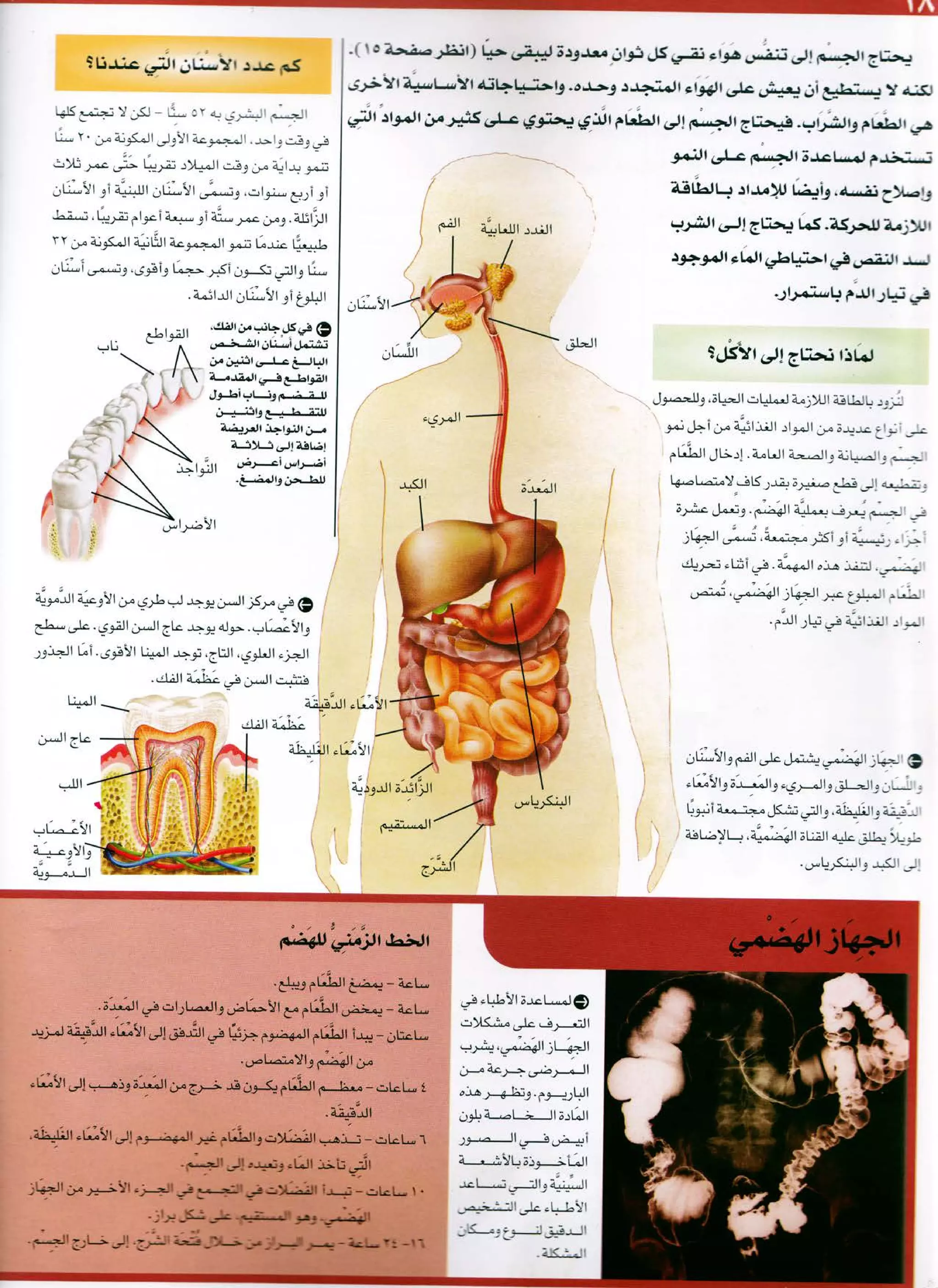 موسوعة سؤال وجواب ..جسم الانسان | PDF