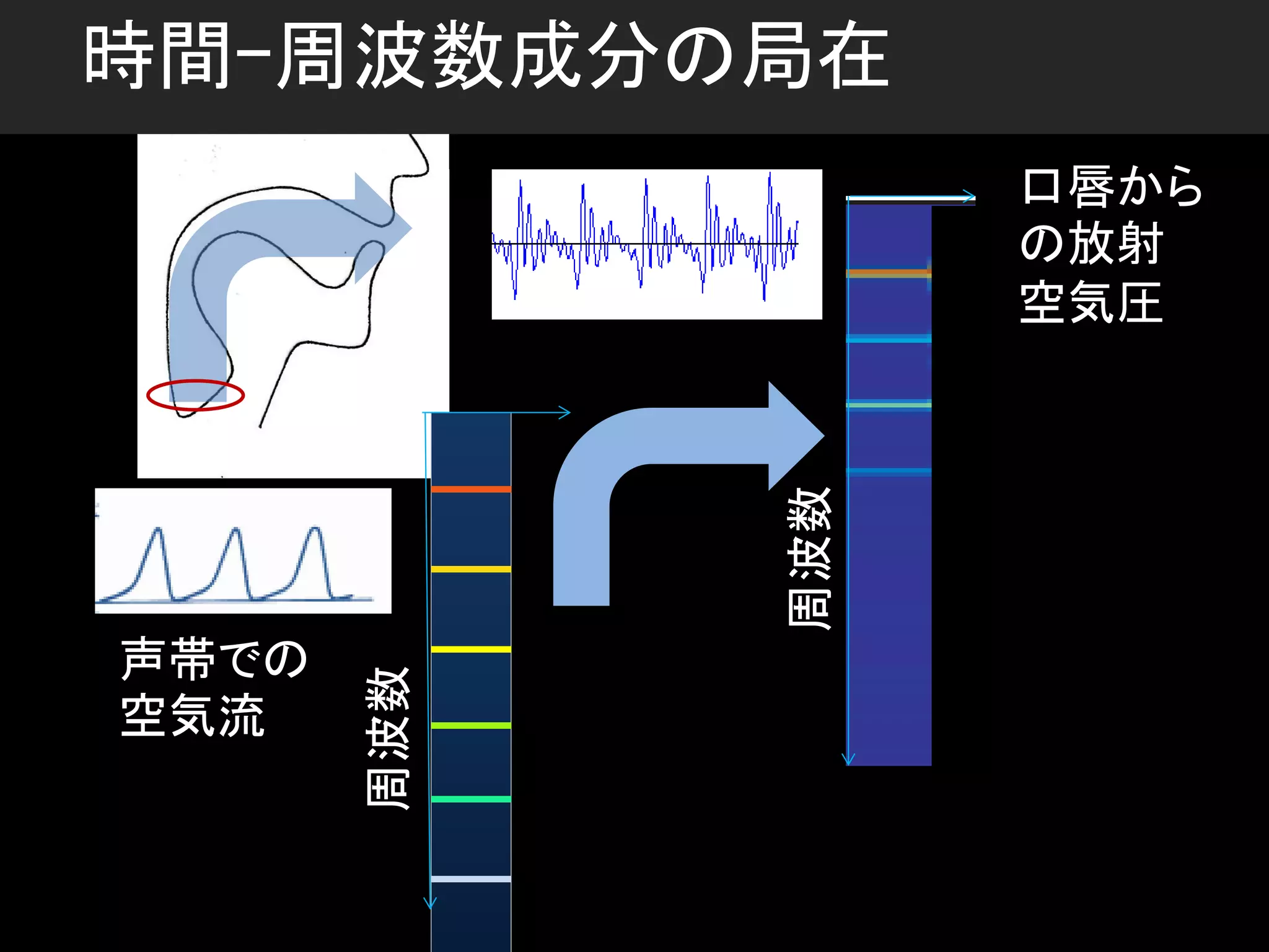 声帯での
空気流
口唇から
の放射
空気圧
周波数
時間ｰ周波数成分の局在
周波数
 