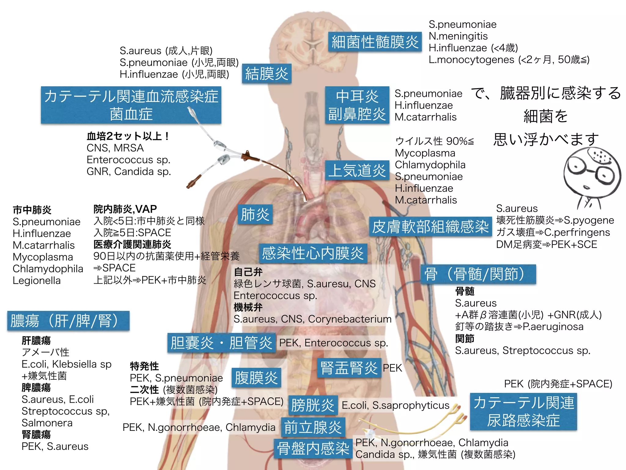 緑膿菌の耐性機構
ポーリン孔の減少
βラクタマーゼの産生
PBP、標的酵素の変異
抗菌薬の透過性減少
排出ポンプの増加
βラクタム系抗菌薬の分解
抗菌薬作用の減弱
菌体内抗菌薬のくみ出し
「他のグラム陰性桿菌も同様な機構を持っていますが、 
特に緑膿菌は耐性が顕著に発現します」
 