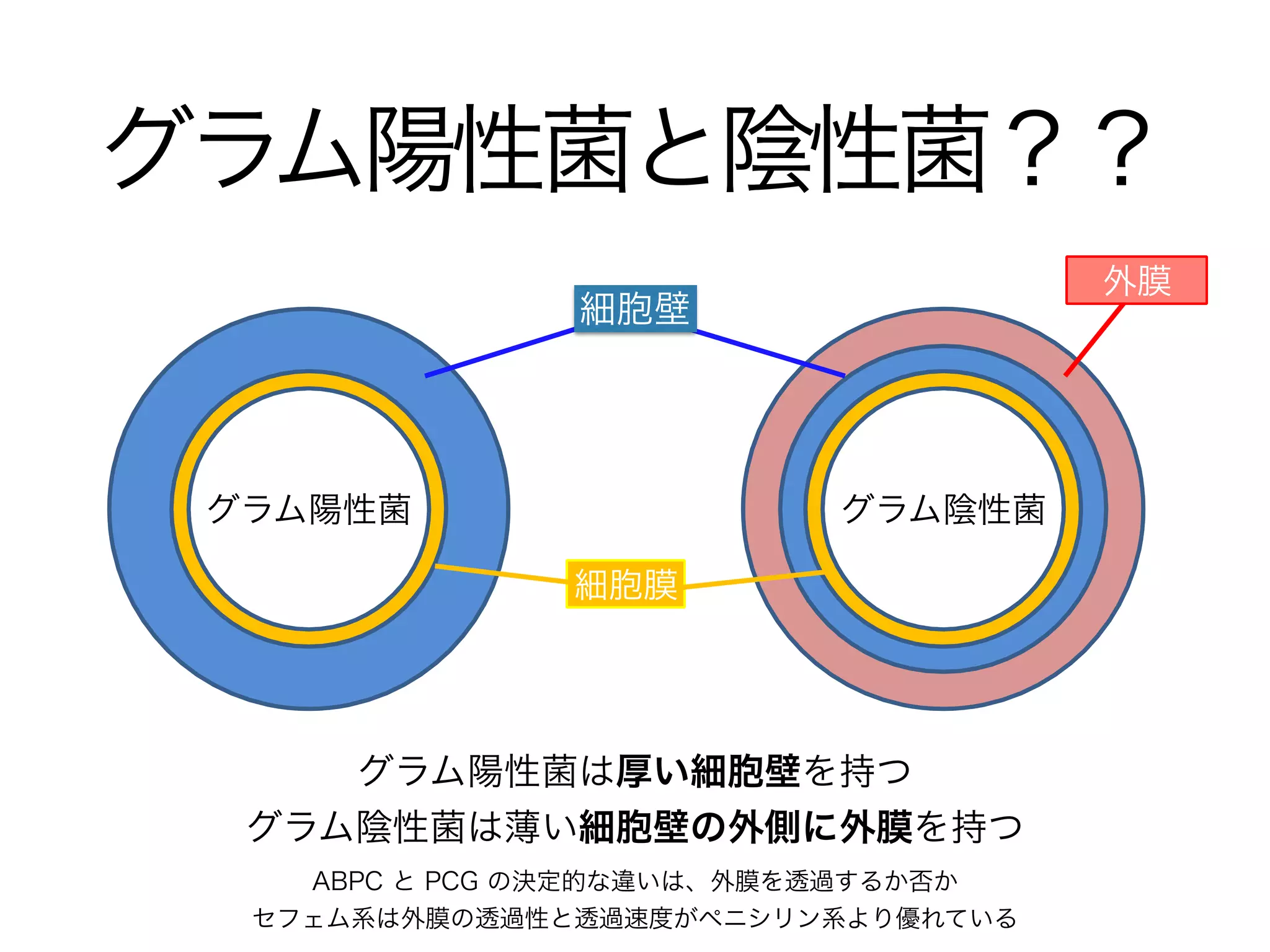 人の細胞にはなく、細菌にある細胞壁を
構成している。最大で20気圧にも及ぶ
菌体内の圧力に抵抗して破裂を防ぐ
強固な構造体である。
グラム陽性菌では最大で40層、
その厚みは20-80nmとなる。
グラム陽性菌の構造
ペニシリン結合蛋白(PBP)
ペプチドグリカン(細胞壁)を作り出す重要な酵素で
特に細胞分裂のときに活性が高い。βラクタム系抗菌薬が
その活性を阻害すると、細胞壁合成のバランスが崩れ、
その内圧に耐えられず細菌は溶解する。
ペプチドグリカン(PG)
リポテイコ酸
拡大
細胞膜
細胞壁
 