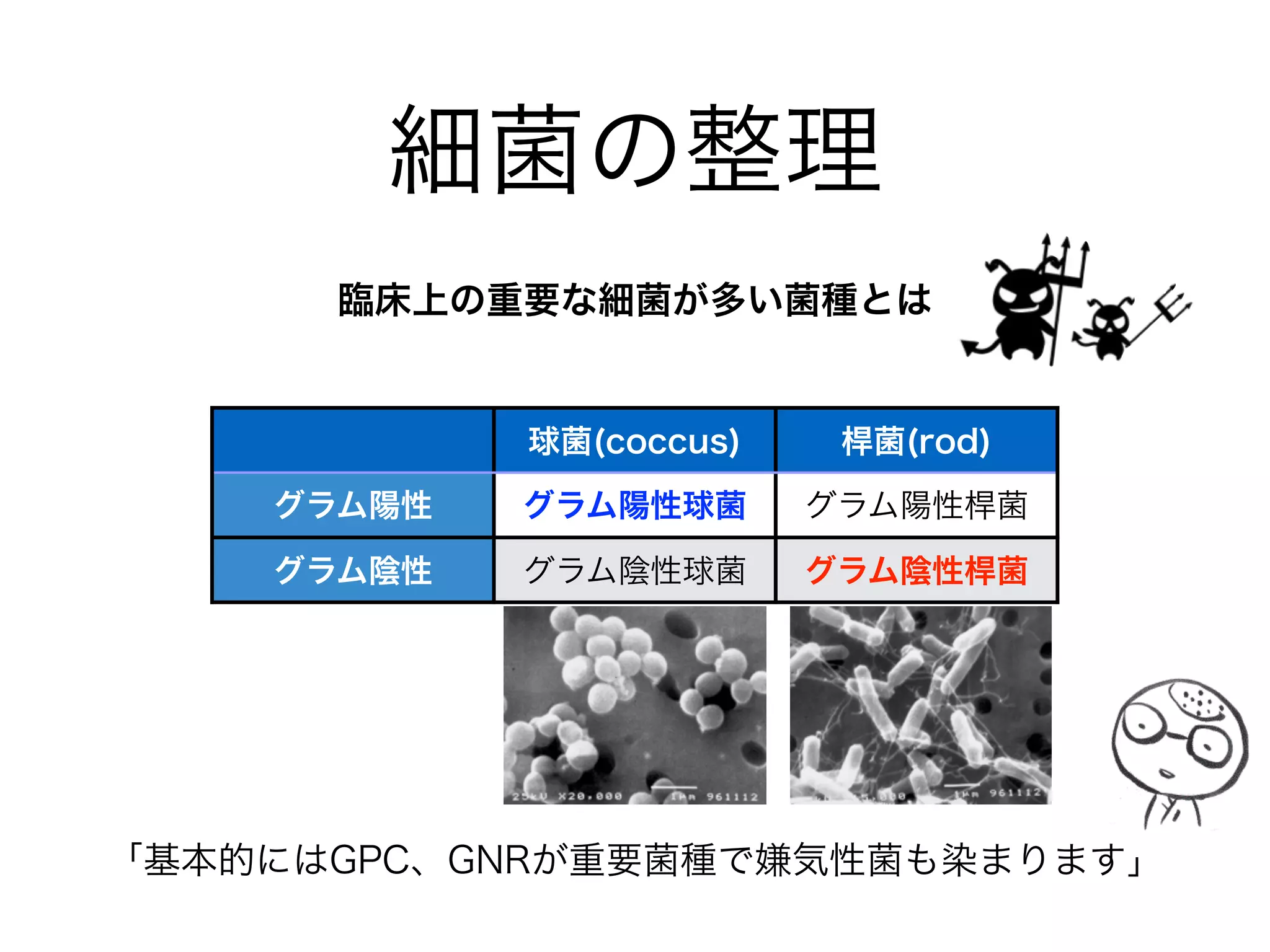 グラム陰性菌の構造
ペニシリン結合蛋白(PBP)
グラム陰性菌のPBPは、疎水性の細胞外膜の内側にある。 
そのため、親水性の物質や抗菌薬は外膜のポーリンと呼ばれる
孔を通過する必要性がある。細菌の耐性化の一つに 
ポーリンの変化がある。
グラム陰性菌のPGは1-2層で
その厚さは1-8nm程度である。
陰性菌には、その外側に 
細胞外膜がある。
ペプチドグリカン(PG)
リポ多糖体(LPS)
グラム陰性菌がもつ内毒素(エンドトキシン)で
菌体の破壊によって遊離しする。
マクロファージを刺激し、種々のサイトカインが
産生されショックを引き起こすことがある。
ポーリン
拡大
外膜
細胞膜
 