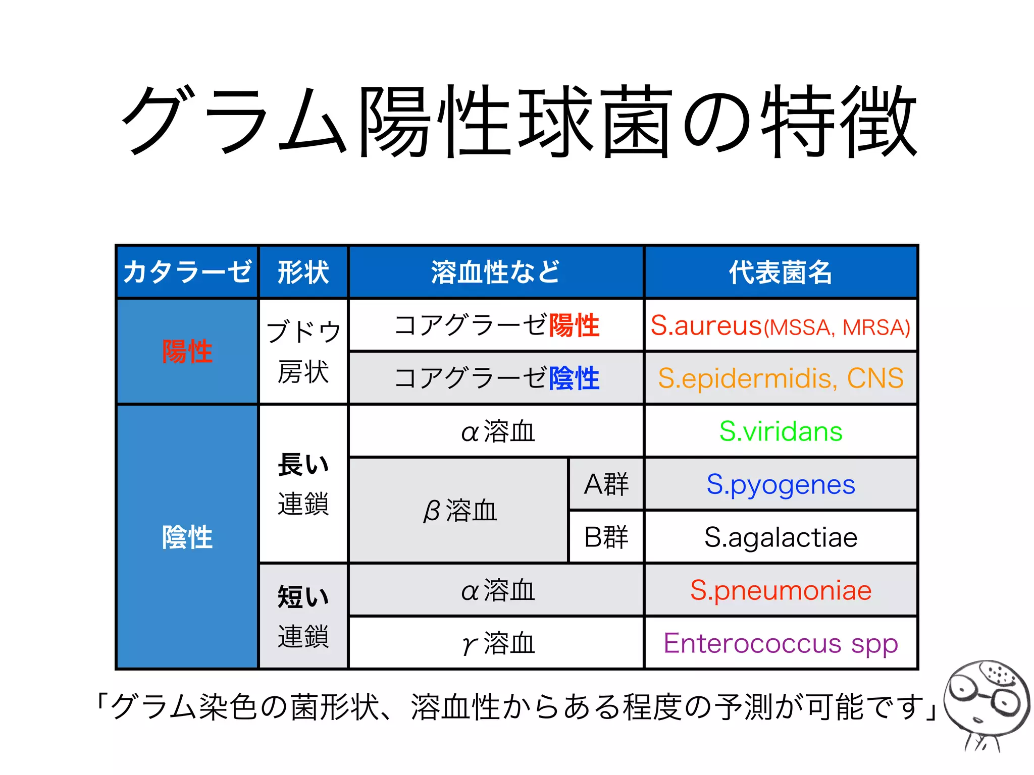 グラム陽性球菌
Gram-Positive Coccus
「重要なのは3つの球菌~coccusです！」
菌種とその代表的な感染症
ブドウ球菌属
Staphylococcus
血流感染 蜂窩織炎
連鎖球菌属
Streptococcus
肺炎 髄膜炎
腸球菌属
Enterococcus
感染性心内膜炎(I.E.) 
尿路感染
 