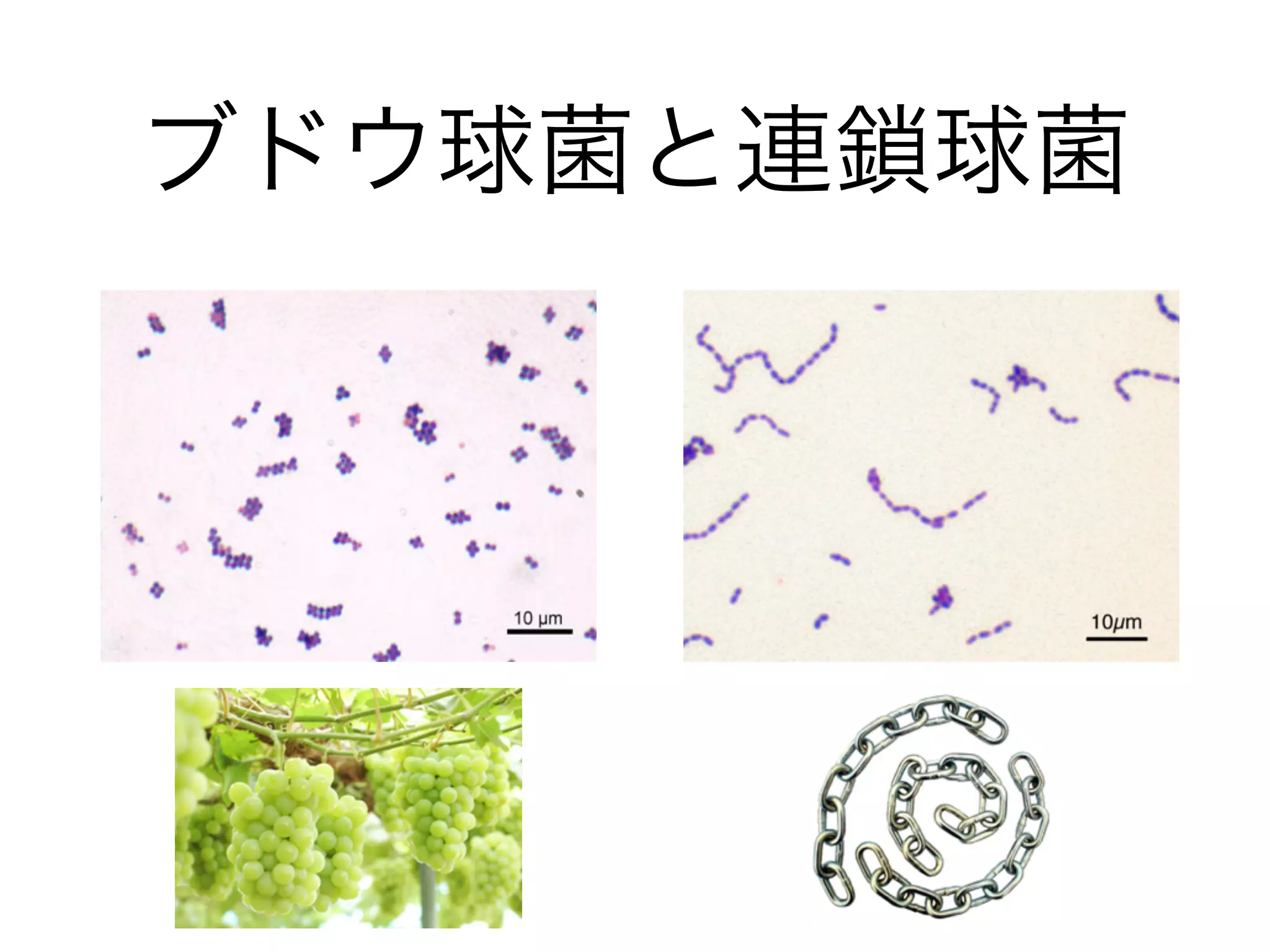 Staphylococcus = ブドウ球菌
Streptococcus = 連鎖球菌
Enterococcus = 腸球菌
Streptococcus pneumoniae
肺炎球菌
「陽性球菌はそのグラム染色からある程度の 
細菌の予測がつきます」
立体的に増殖するためブドウ状に見えます
腸球菌は通常5つ程度までの連鎖となります
スタフィロコッカス
ストレプトコッカス
エンテロコッカス
ニューモニエストレプトコッカス
肺炎球菌は通常2つの球菌が繋がった双球菌です
 