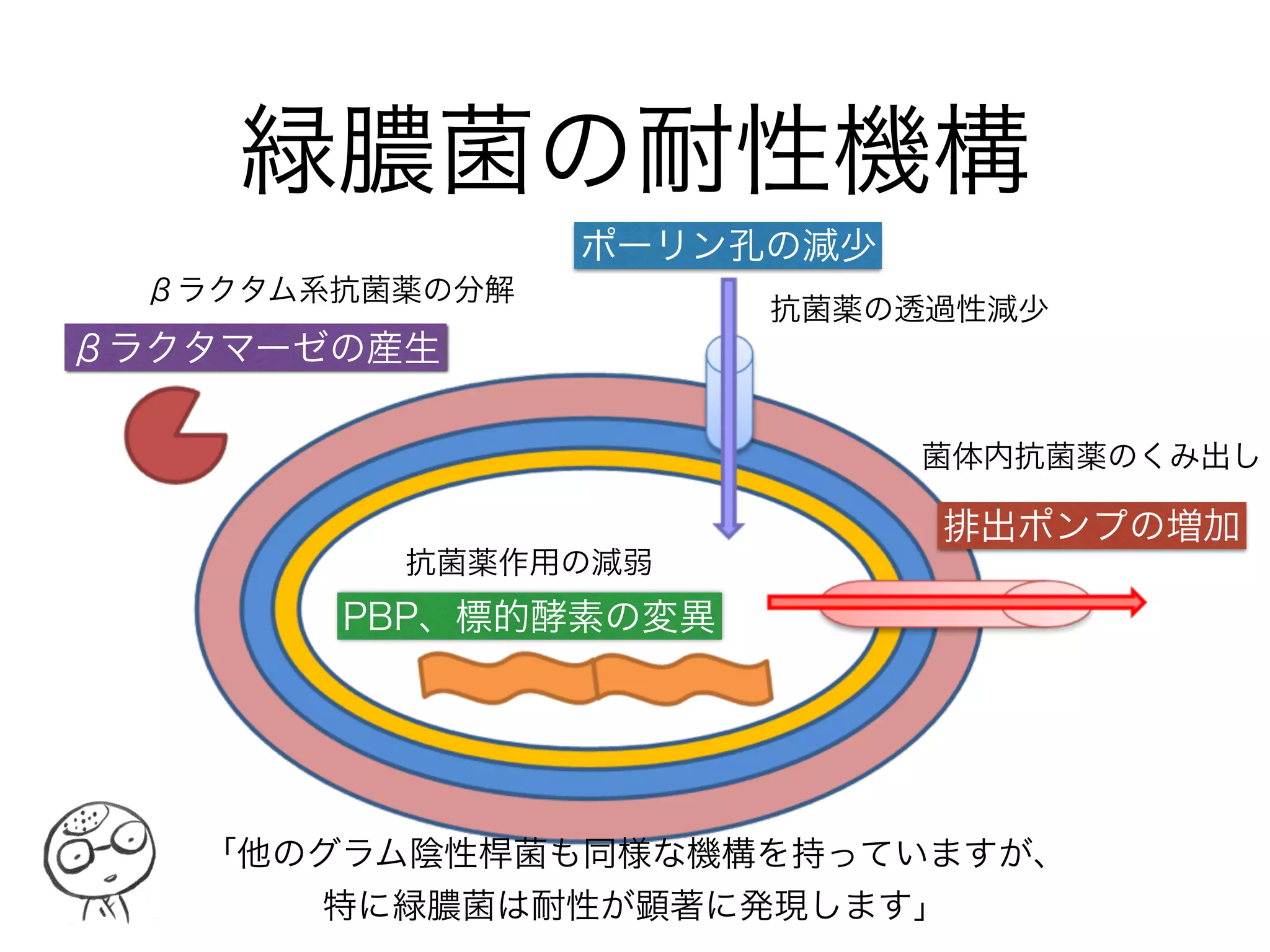 BLNARへの抗菌薬
ABPC
SBT/ABPC
CTM
CTX
CTRX
注射 内服
耐性のない
H.inﬂuenzae
○ ○ ○ ABPC AMPC
βﾗｸﾀﾏｰｾﾞ産生
H.inﬂuenzae
× ○ ○
SBT/ABPC
CTM
CVA/AMPC
CCL
BLNAR型
H.inﬂuenzae
× × ○
CTX
CTRX
LVFX
AZM
「βﾗｸﾀﾏｰｾﾞ陰性でABPC、CTMが“R”ならばBLNARとなります。 
”I”でも、BLNARと同様に扱います」
ブルナール or ブルナー
「H.inﬂuenzaeによる感染症が疑われ、重症の場合には
CTXorCTRXの3世代セフェムを選択します」
ビクシリン サワシリン
ユナシン オーグメンチン
パンスポリン ケフラール
クラビット
ジスロマック
クラフォラン
ロセフィン
 