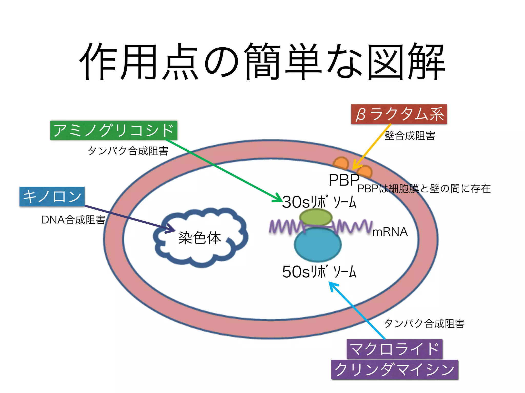 「やっぱり、セフェム系は覚えにくいですね…
世代順に効果のある細菌が増えていくのはわかりますが、
似たような名前で混乱しますね」
「世代」はあくまで誕生した順であって、あまり重要ではない。
ただ「世代」で一括りにできるため、知識としてあった方が良い。
「まずは効果のある細菌毎に分類すると良いです。
①ブドウ球菌用 ②緑膿菌用 ③嫌気性菌用 ④その他用
なんて分けてもいいです」
セフェム系抗菌薬
 