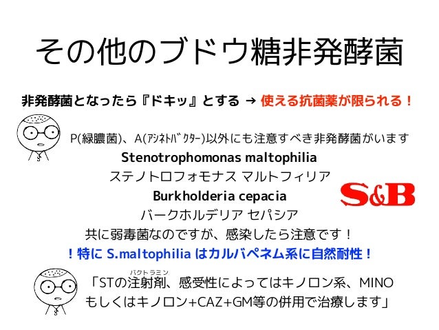 抗菌薬と細菌について改訂版