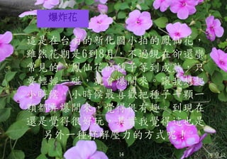 爆炸花
何宜紋
這是在台南的新化國小拍的鳳仙花，
雖然花期是6到8月，不過現在卻還蠻
常見的。鳳仙花的種子等到成熟，只
要輕輕一碰，就會爆開來。讓我想起
小時候，小時候最喜歡把種子一顆一
顆都弄爆開來，覺得很有趣。到現在
還是覺得很好玩，其實我覺得這也是
另外一種抒解壓力的方式呢！
14
 