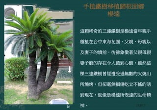 手植鐵樹移植歸根固鄉
楊逵
這顆稀奇的三連鐵樹是楊逵當年親手
種植在台中東海花園，父親、母親以
及妻子的墳前，彷彿象徵著父親母親
妻子般的存在令人感到心酸，雖然這
棵三連鐵樹曾經遭受過無數的火燒山
所燒烤，但卻毫無損傷屹立不搖的活
到現在，就像是楊逵所表達的生命精
神。 許瀞予16
 