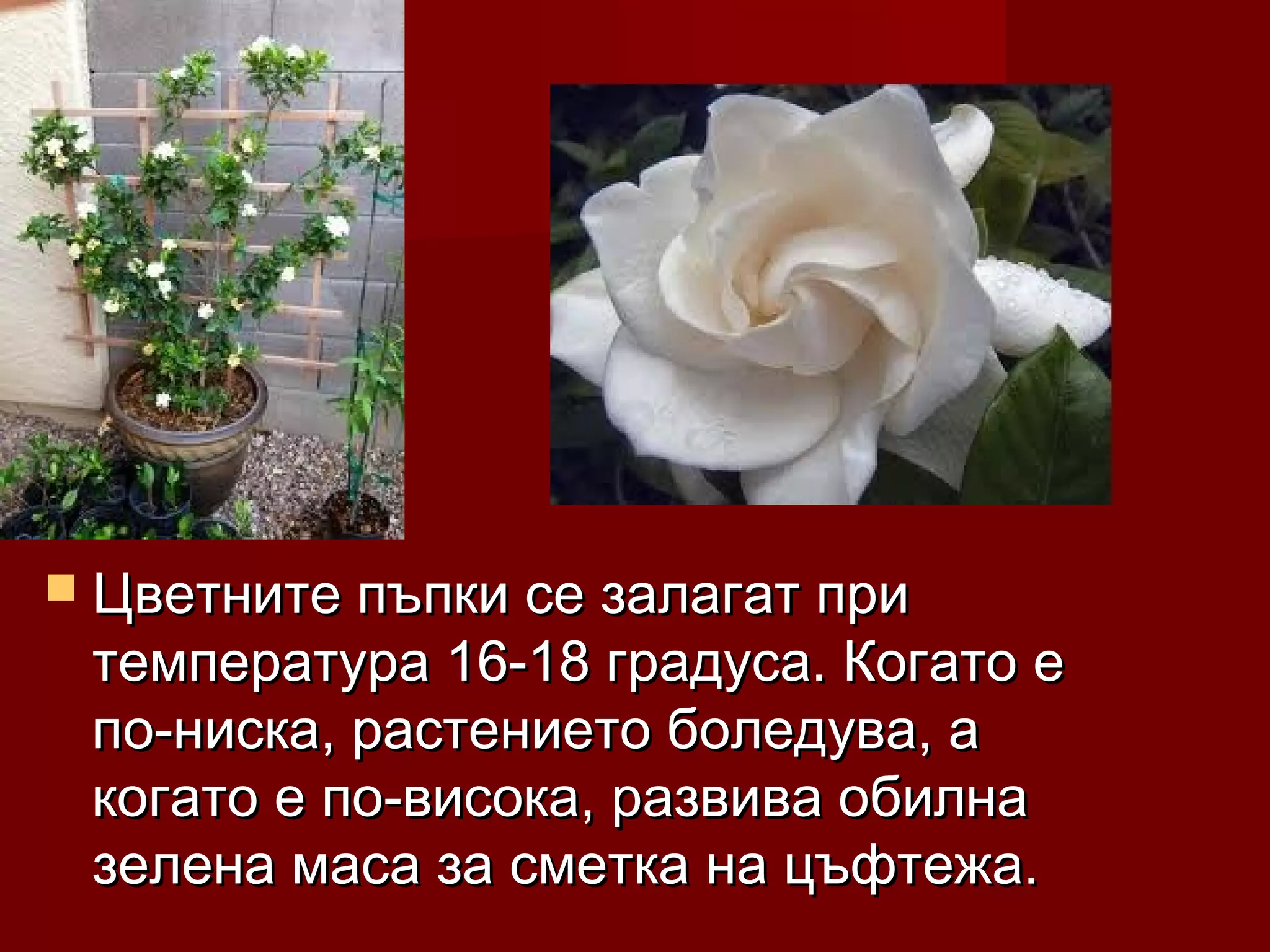  Цветните пъпки се залагат приЦветните пъпки се залагат при
температура 16-18 градуса. Когато етемпература 16-18 градуса. Когато е
по-ниска, растението боледува, апо-ниска, растението боледува, а
когато е по-висока, развива обилнакогато е по-висока, развива обилна
зелена маса за сметка на цъфтежа.зелена маса за сметка на цъфтежа.
 