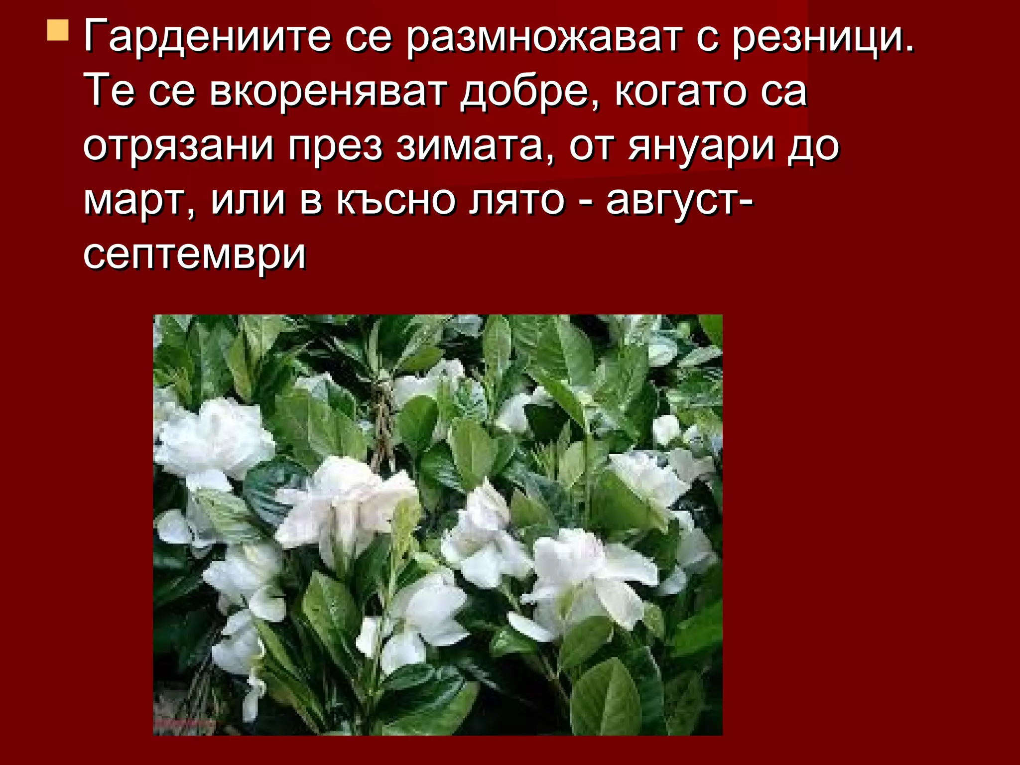  Гардениите се размножават с резници.Гардениите се размножават с резници.
Те се вкореняват добре, когато саТе се вкореняват добре, когато са
отрязани през зимата, от януари доотрязани през зимата, от януари до
март, или в късно лято - август-март, или в късно лято - август-
септемврисептември
 