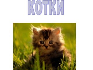 Котките