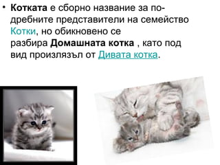 • Котката е сборно название за по-
дребните представители на семейство
Котки, но обикновено се
разбира Домашната котка , като под
вид произлязъл от Дивата котка.
 